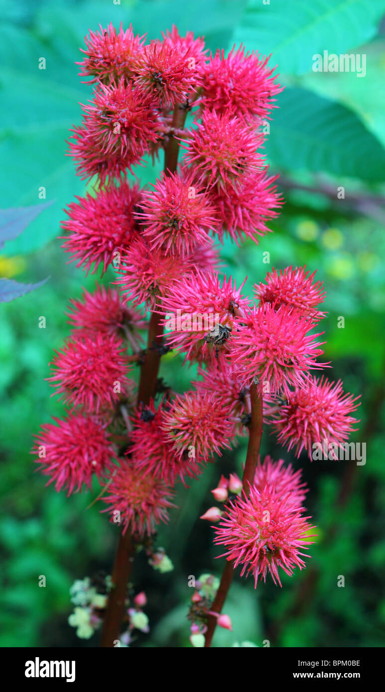 Rizinusöl rote Pflanze blüht hautnah Ricinus communis Stockfoto