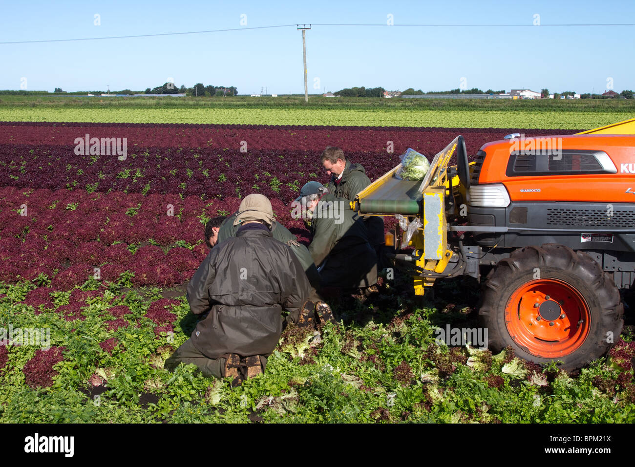 Vier Landarbeiter pflücken in Mere Brow, Hesketh Bank, Großbritannien, den klassischen italienischen Salat „Lollo rosso“ mit dunkelkupferroten, zerknitterten Rüschenblättern Stockfoto