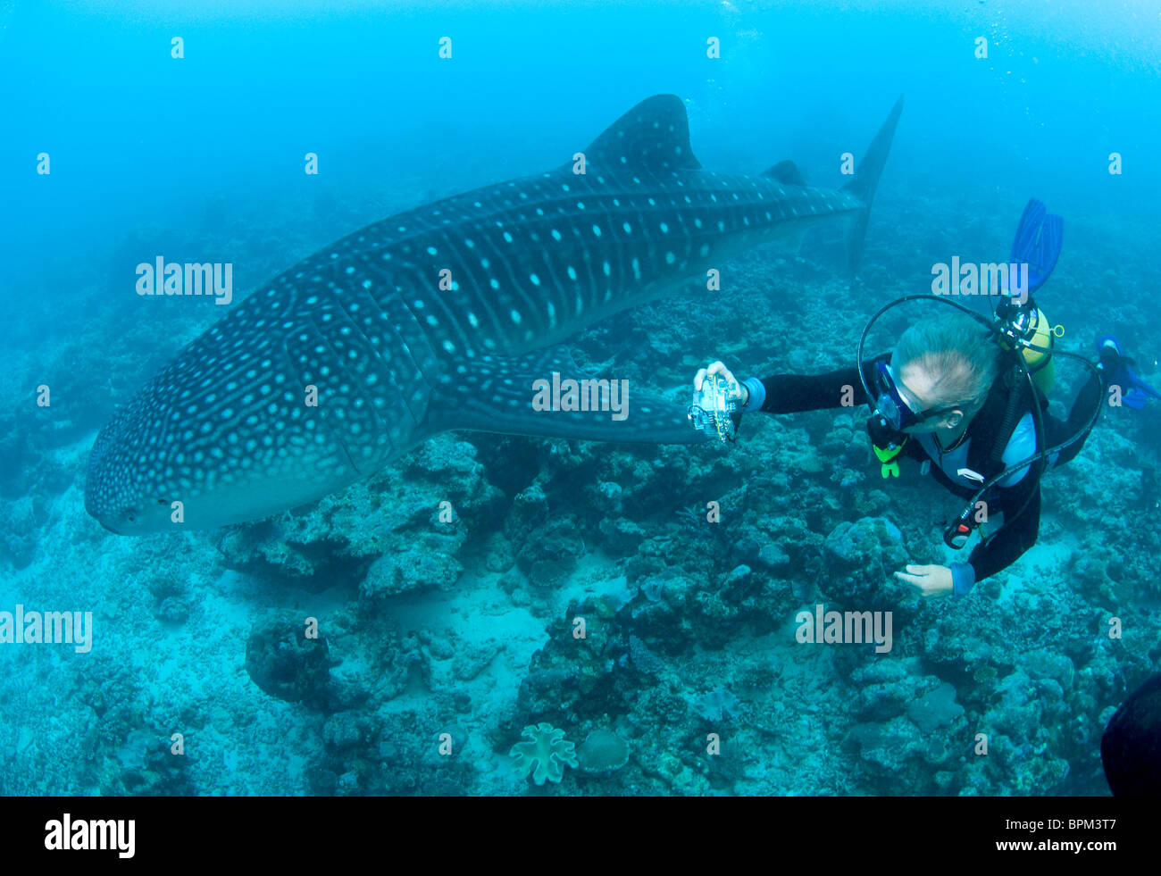 Taucher, Carl Bergman mit Walhai Rhincodon Typus im Ari Atoll, Malediven. Indischen Ozean. Stockfoto