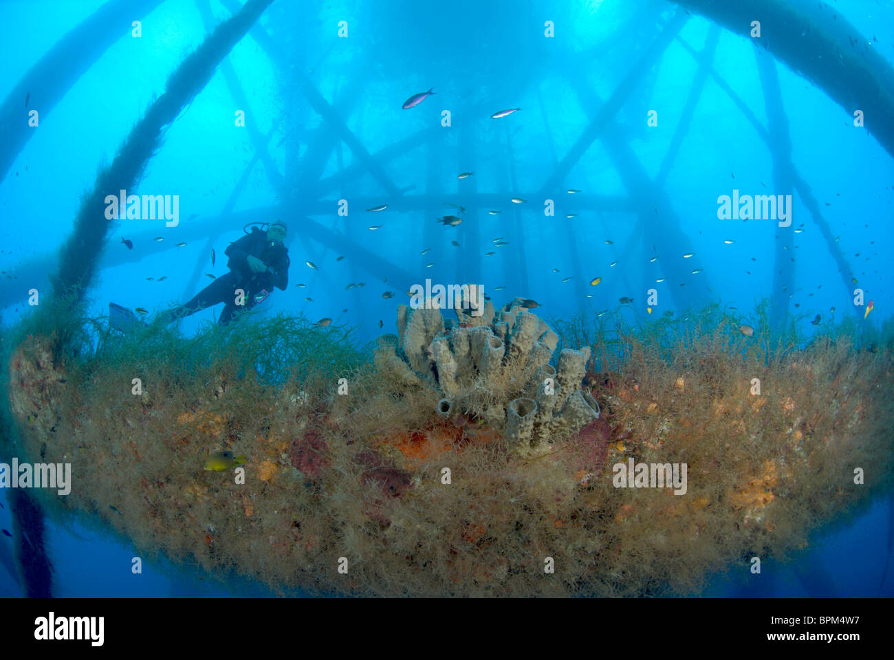 Unterwasserwelt Auf Hi 389 Rig Mit Taucher In Der Nahe Von