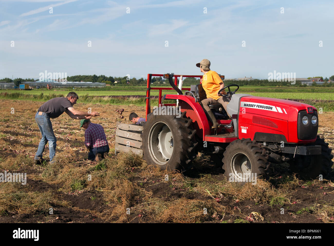 Sammeln und Kommissionierung Zwiebeln auf bloße Stirn, Hesketh Bank, Southport, West Lancashire, uk Stockfoto