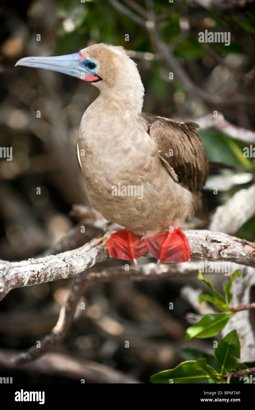 Südamerika, Ecuador, Galapagos-Inseln, Red-footed Sprengfallen, weiße Farbe Form auf Genovesa Insel thront im Busch Stockfoto