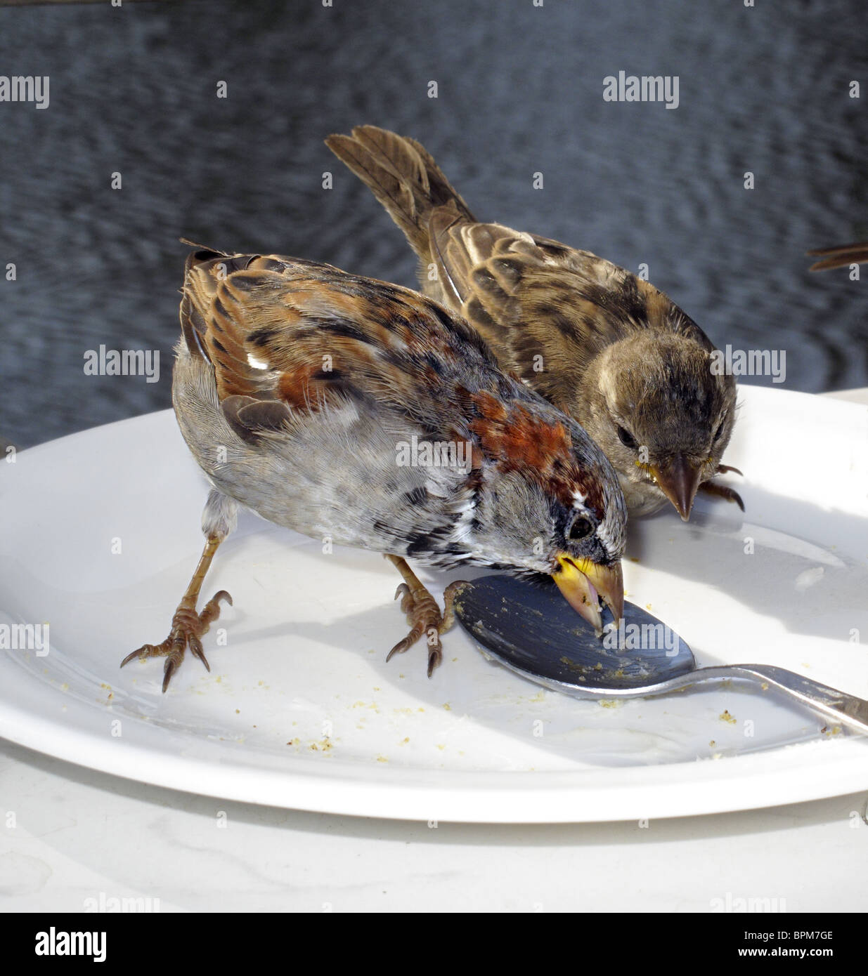 Sperlinge picken auf Kuchen Krümel auf einem Teller. Stockfoto