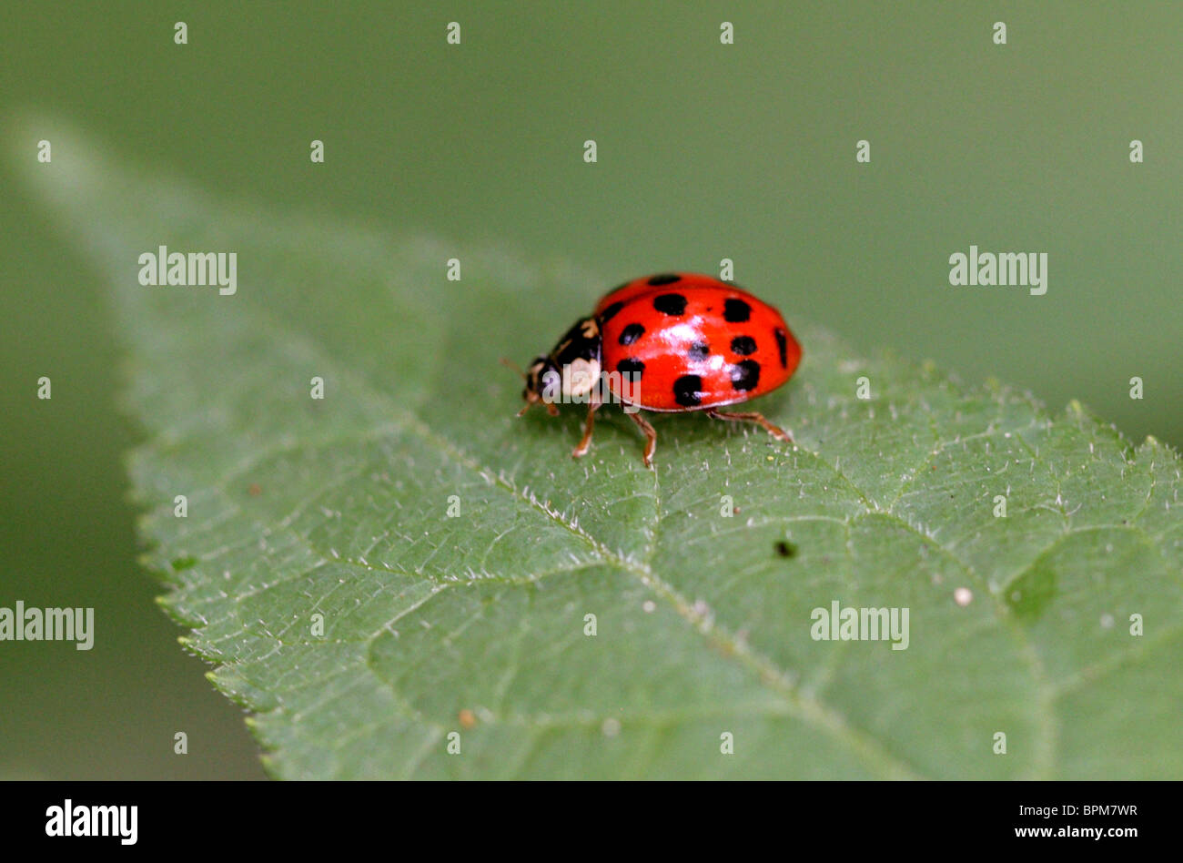 Siebzehn Spot Harlekin Marienkäfer Käfer, Harmonia Axyridis, Coccinellidae, Coleoptera. Stockfoto