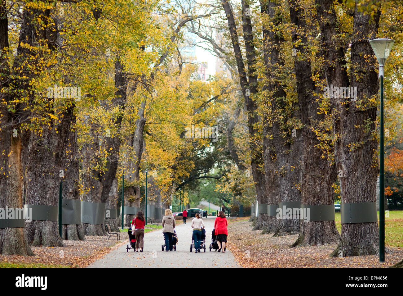 Allee der Bäume, Fitzroy Gardens, Melbourne, Australien Stockfoto