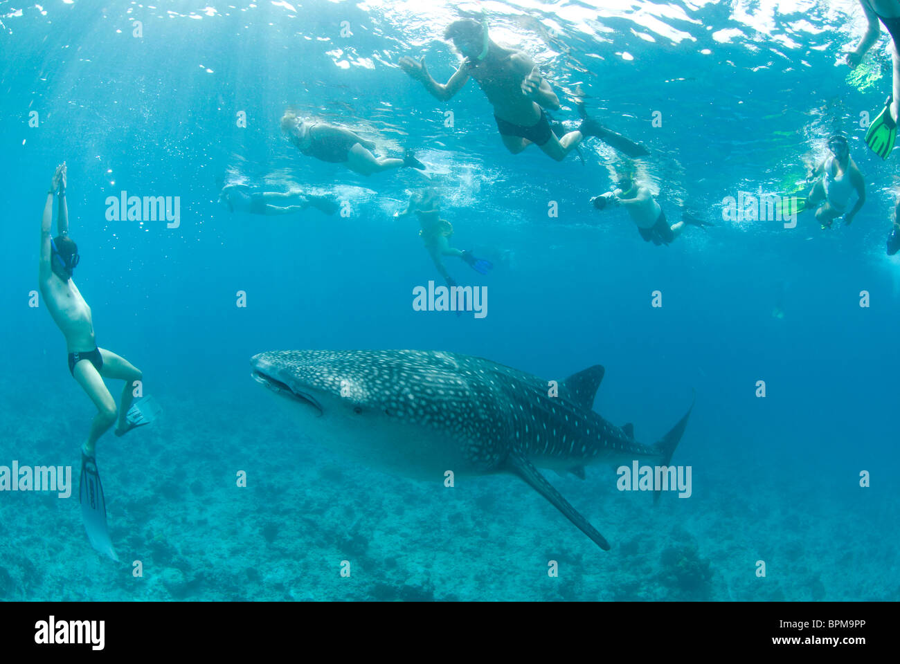 Walhai, Rhincondon Typus, mit Schnorchler, Malediven, Indischer Ozean Stockfoto