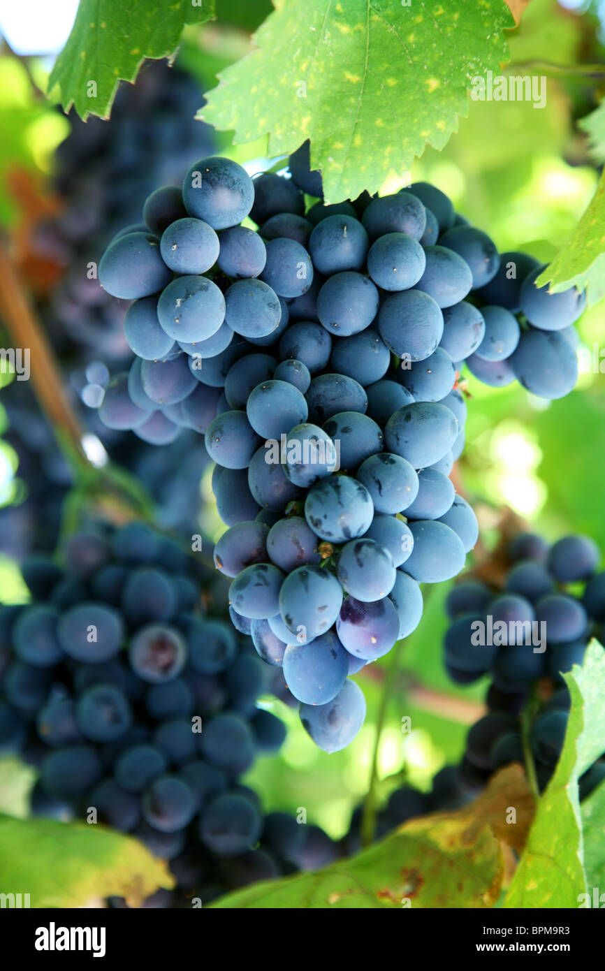 Blaue Weintraube in einem Weinberg Stockfoto