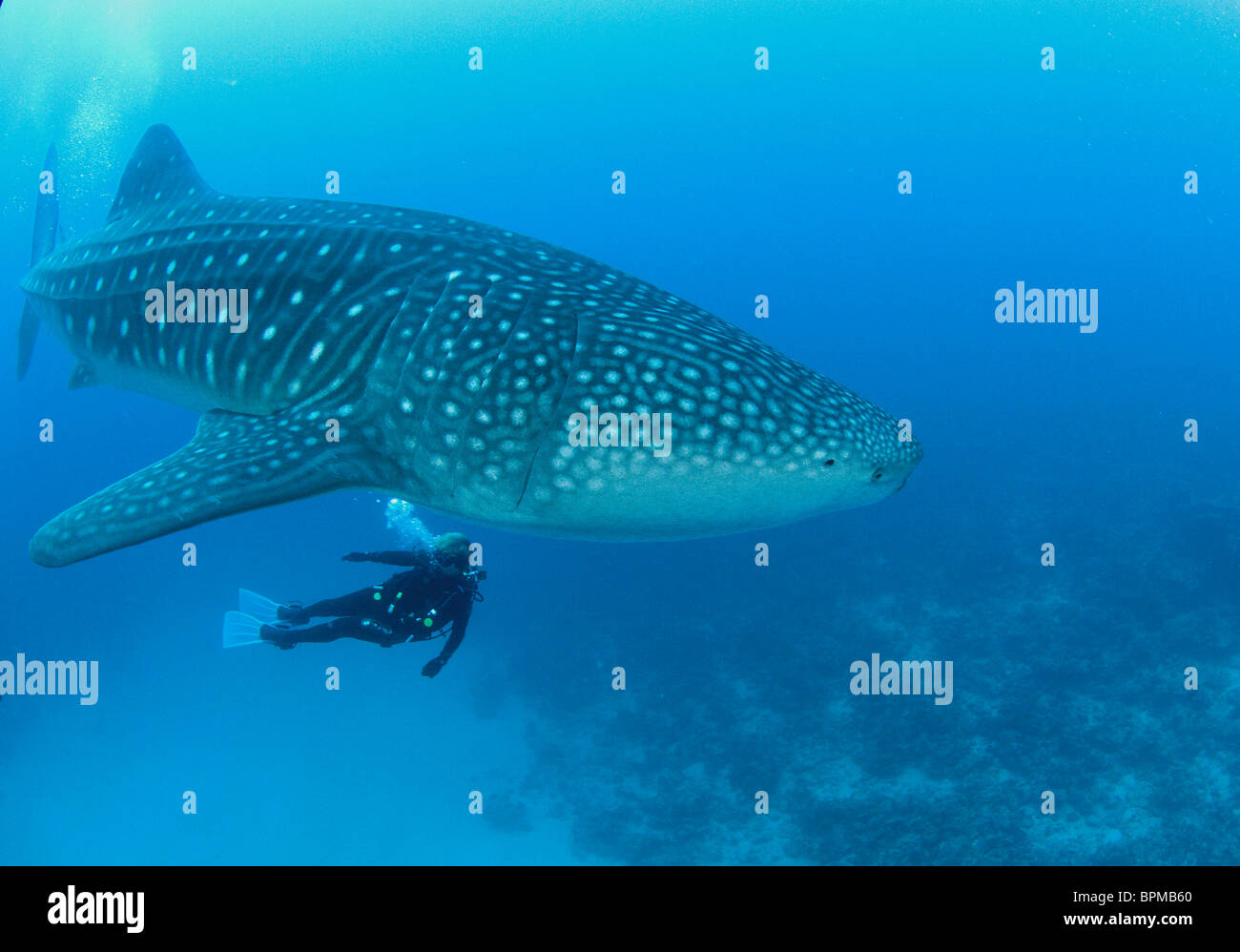 Walhai Rhincodon Typus im Ari Atoll, Malediven, Indischer Ozean. Stockfoto