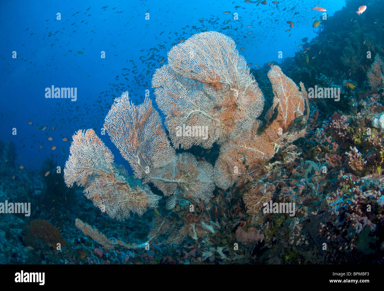 Gorgonien auf Korallenriffen, Puerto Galera, Philippinen, Pazifik Stockfoto