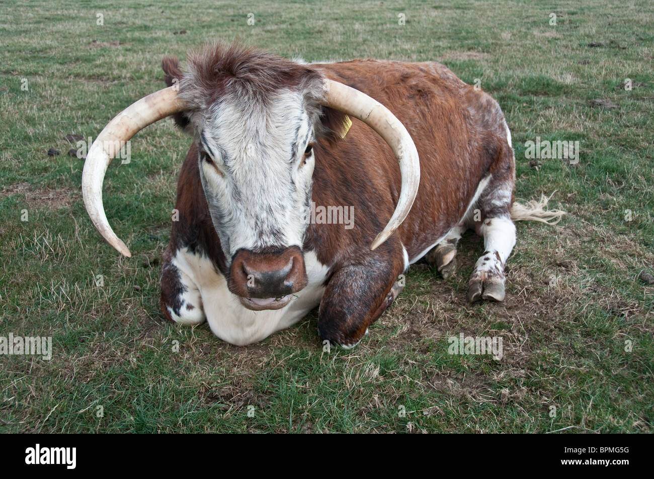 Seltene Rasse Longhorn Kuh Stockfoto