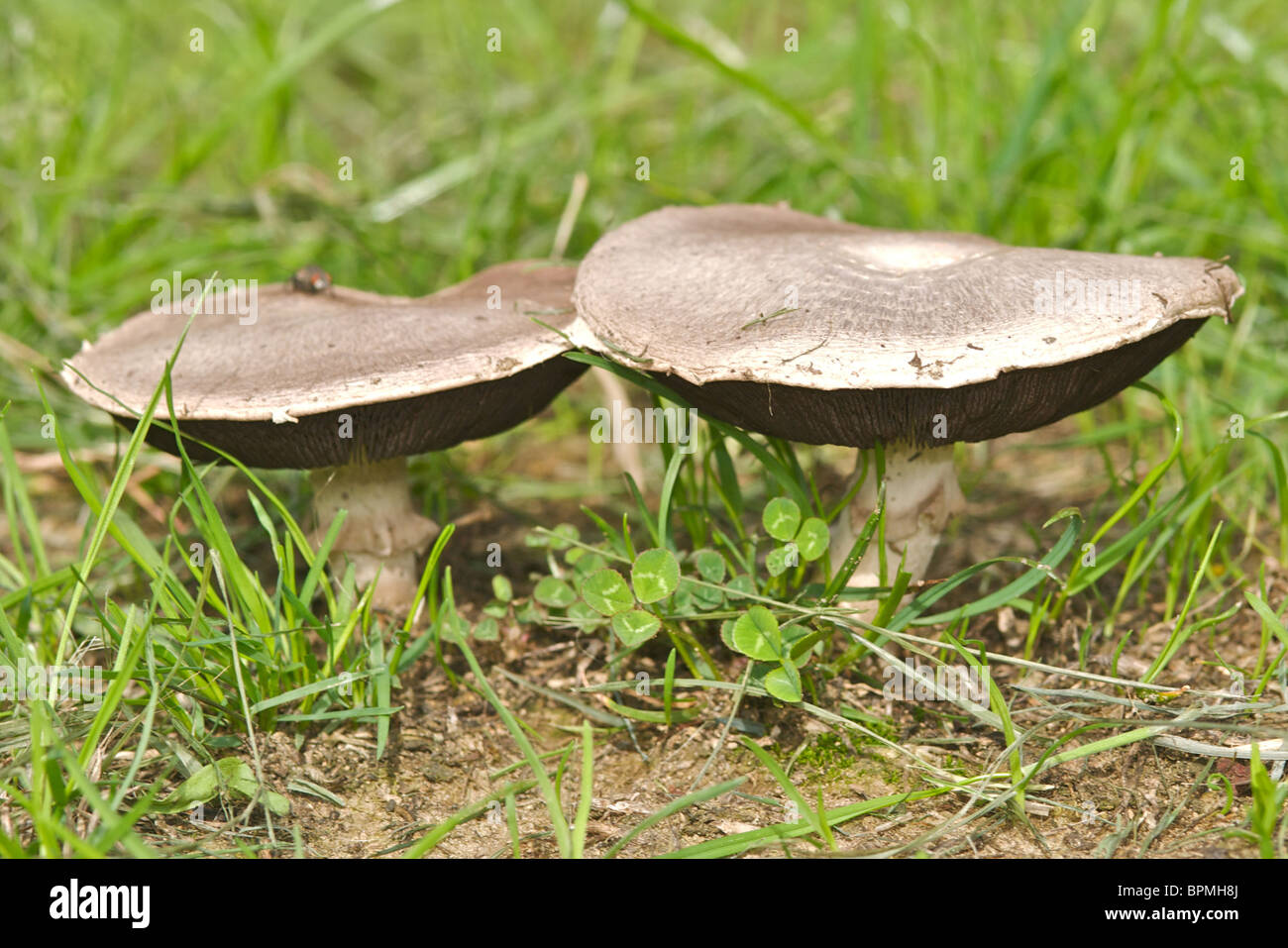 Bio Feld oder Wiese Champignons (Agaricus Campestris) als Ausschnitte Cut Outs Stockfoto