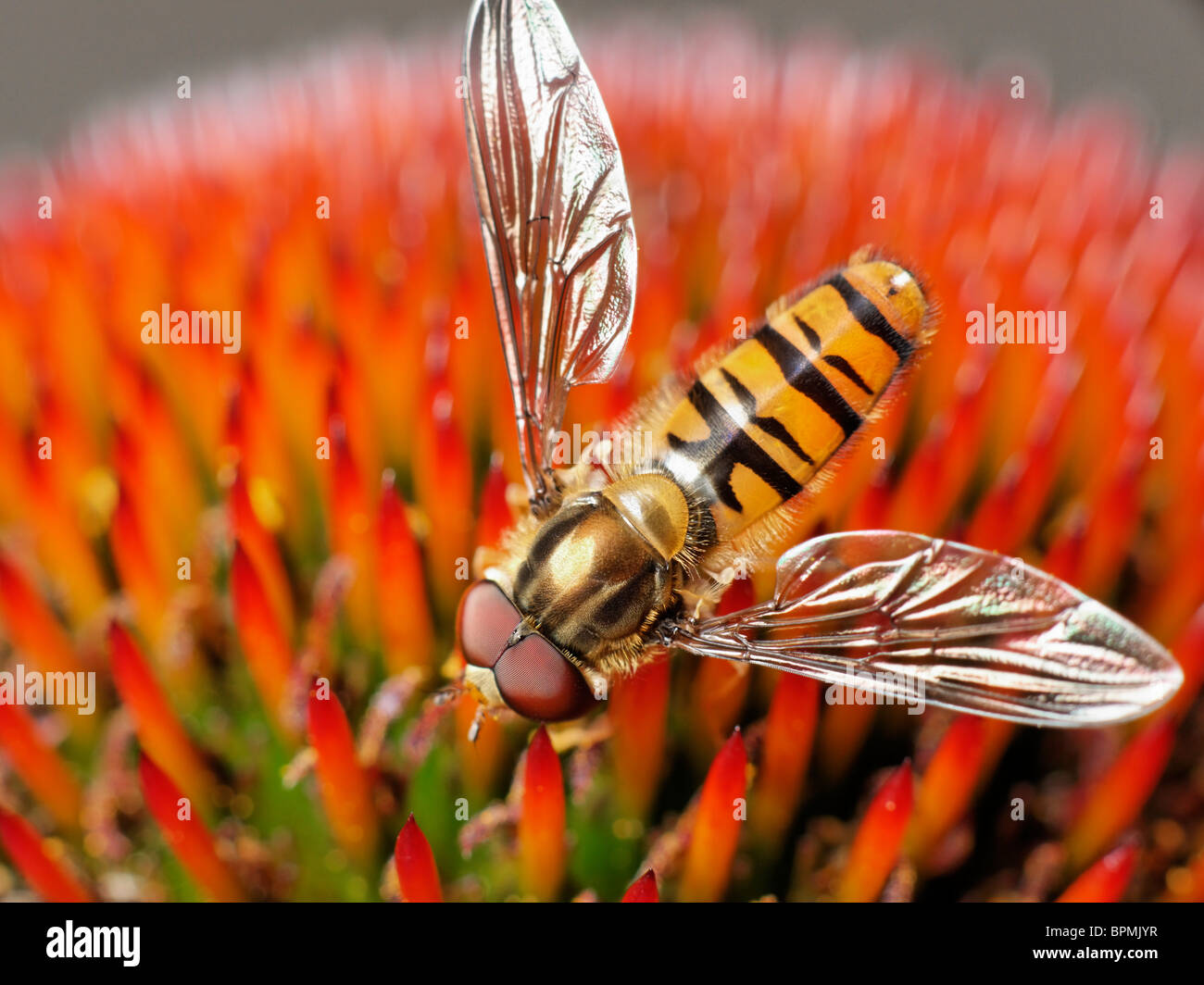 Eine männliche Episyrphus Balteatus Hoverfly Fütterung auf Sonnenhut. Stockfoto