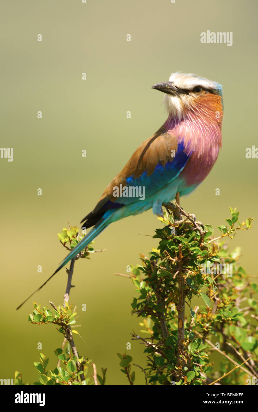 Lilac Breasted Roller Vogel Stockfoto