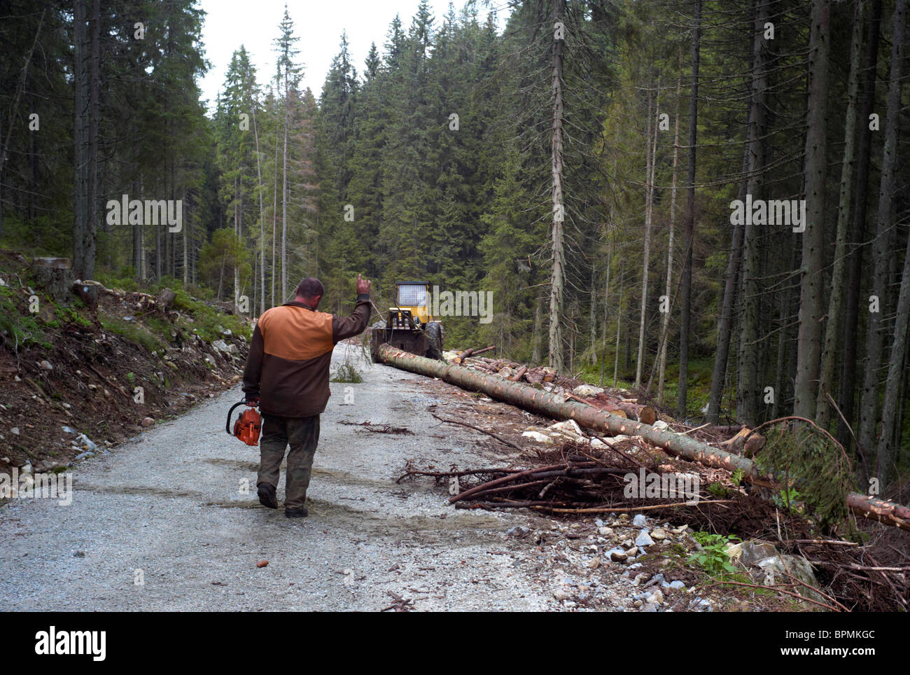 Förster, die selektiv Fällen von Bäumen in Nizke Tatry oder Low Tatra Nationalpark Slowakei Stockfoto