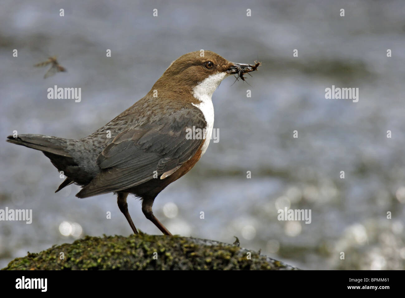 Wasseramseln (Cinclus Cinclus), stehend auf einem Stein mit seinem Schnabel voller Insekten für seine jungen. Stockfoto