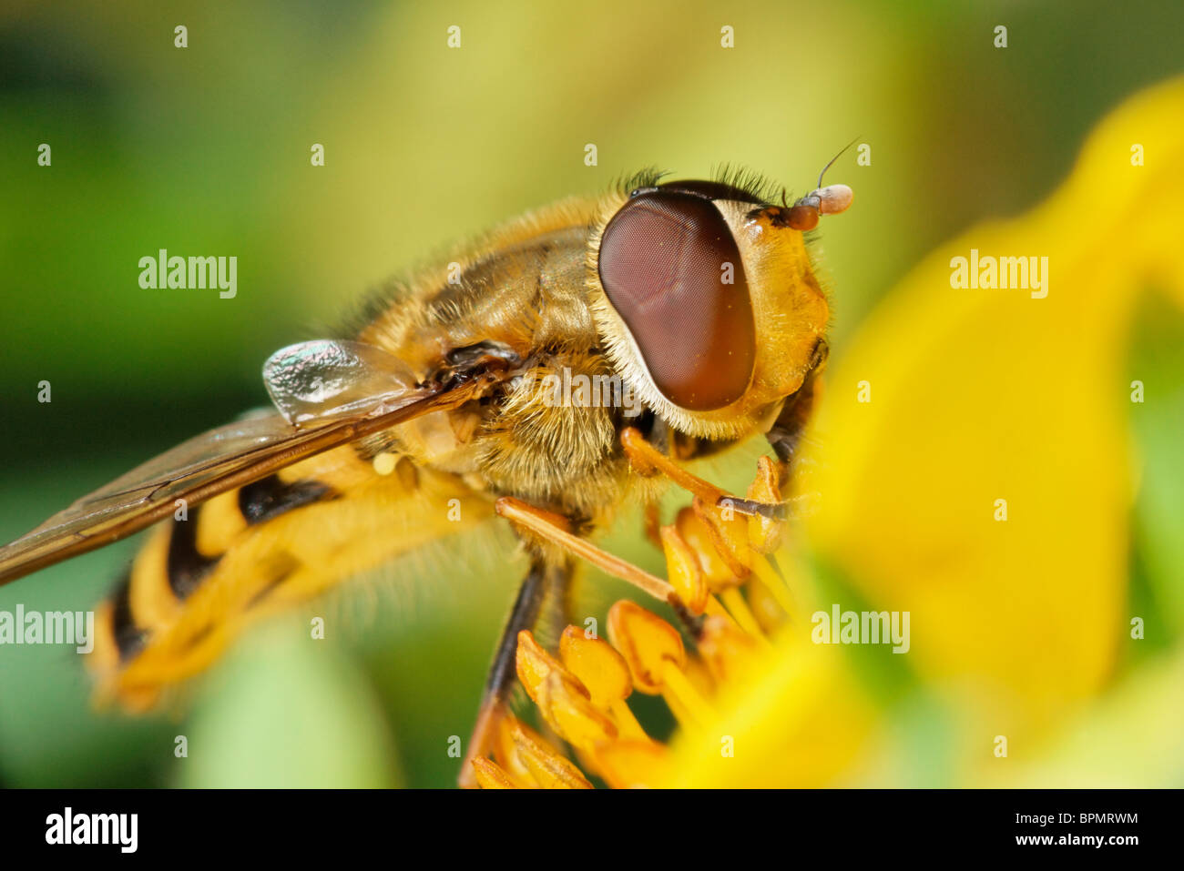 Eine männliche Hoverfly ernähren sich von einer guten Blume. Syrphidae. Stockfoto