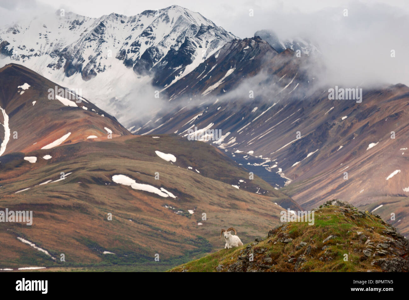 Der Dallschafe, Denali-Nationalpark, Alaska. Stockfoto