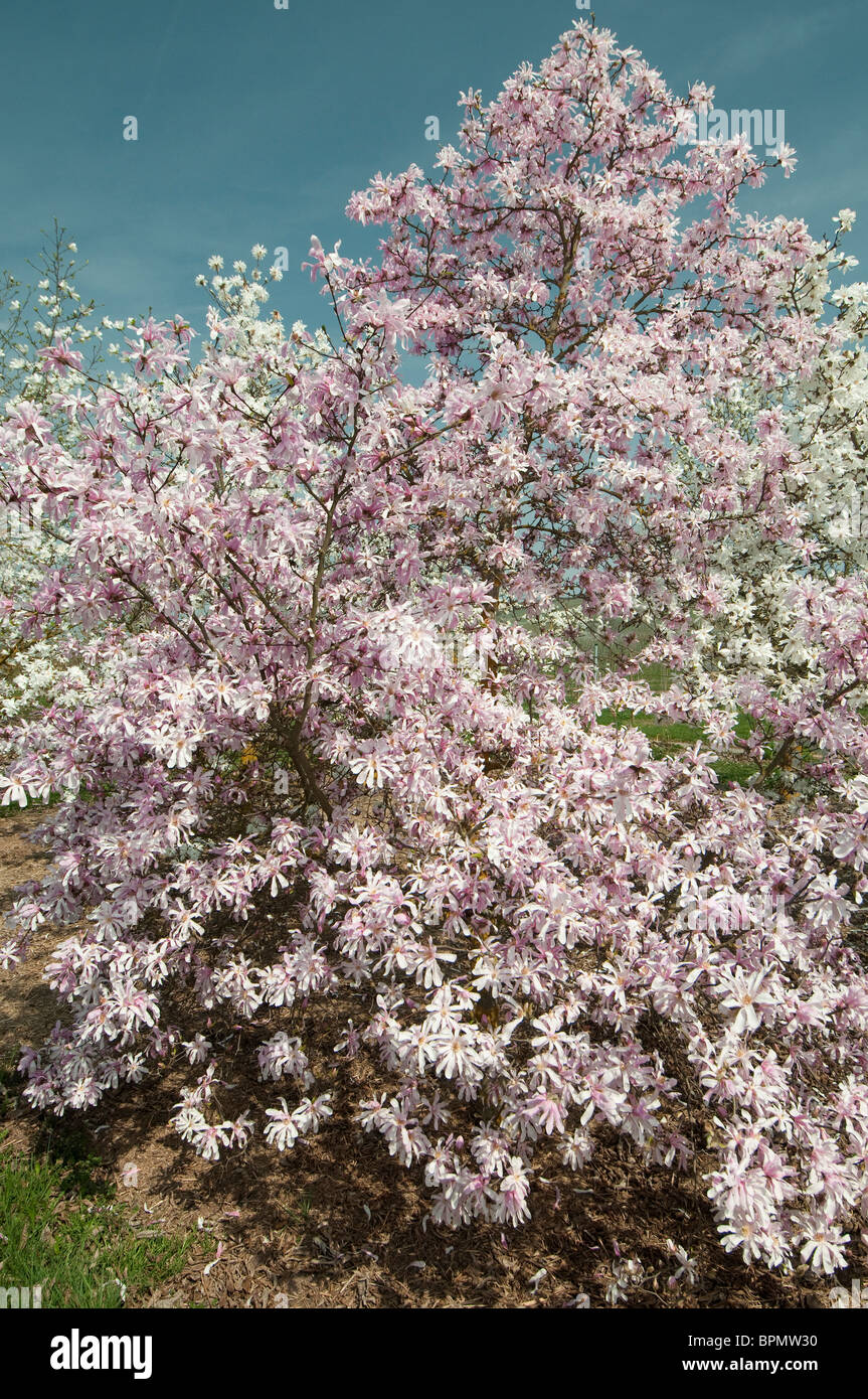Magnolie (Magnolia X loebneri Leonard Messel), blühender Strauch. Stockfoto
