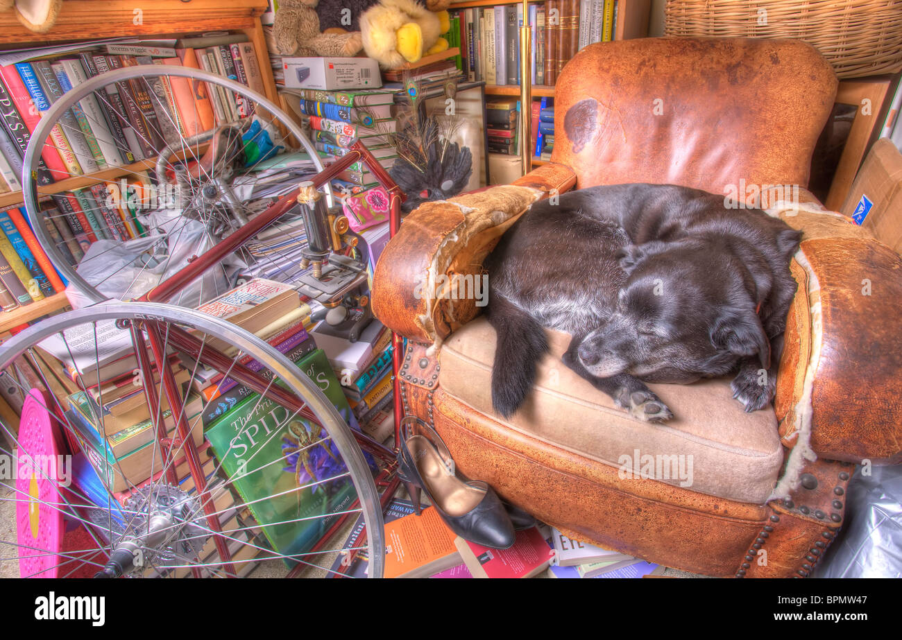 Lucy, Rettungshund, schlafend in ihrem Lieblings-Sessel. Stockfoto