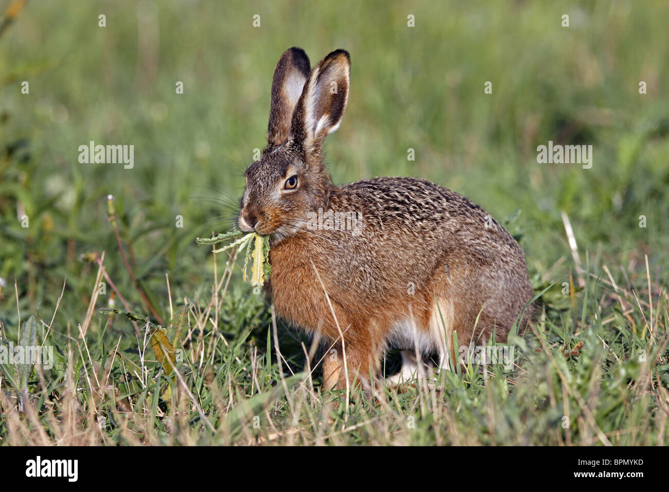 Braun Feldhase (Lepus Europaeus) Pflanzen zu essen. Stockfoto