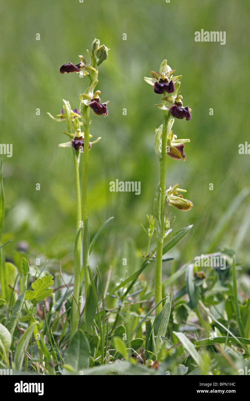 Frühen Spider Orchid (Ophrys Sphegodes), blühende Pflanzen. Stockfoto