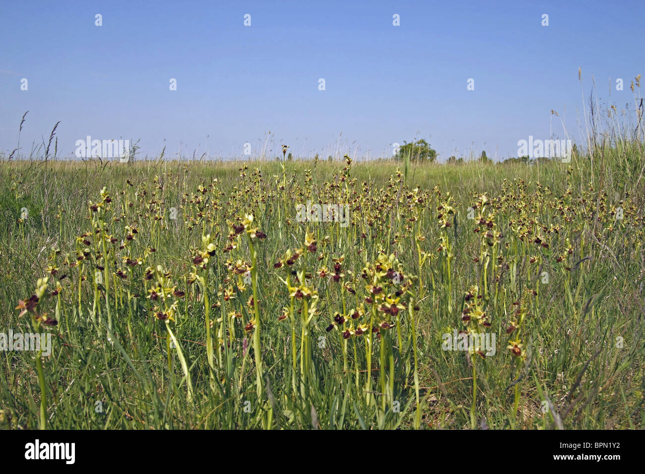 Frühen Spider Orchid (Ophrys Sphegodes), blühende Pflanzen auf einer Wiese. Stockfoto