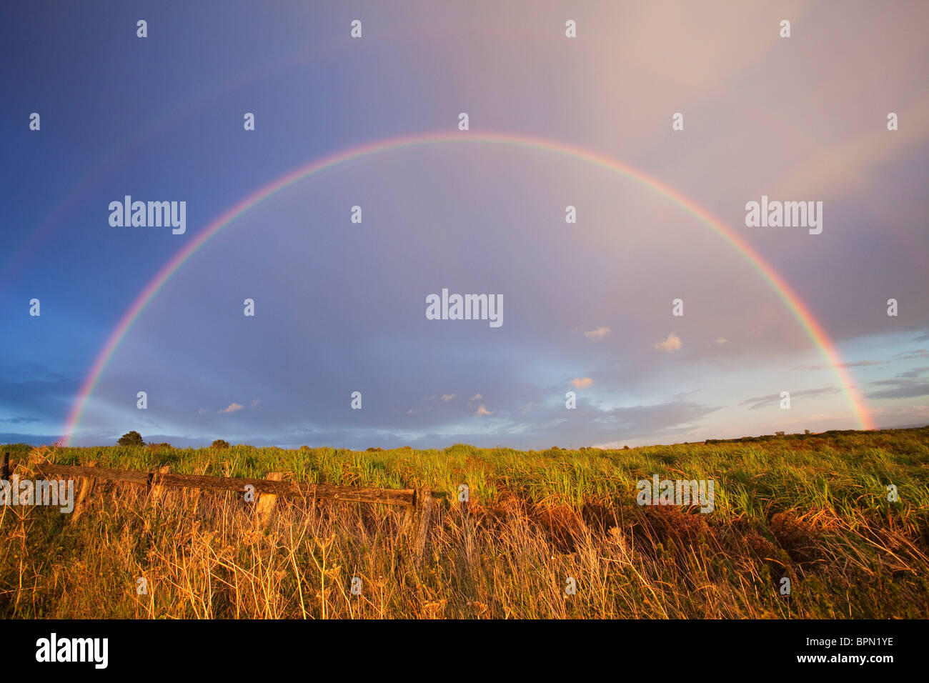 Eine halbrunde doppelter Regenbogen über ein Feld von Elefantengras in North Lincolnshire, England, UK Stockfoto