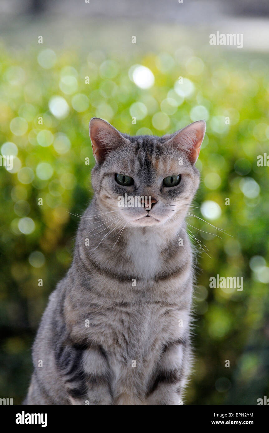 American Shorthair Katze draußen starrt durch ein Fenster in ein Haus. Stockfoto