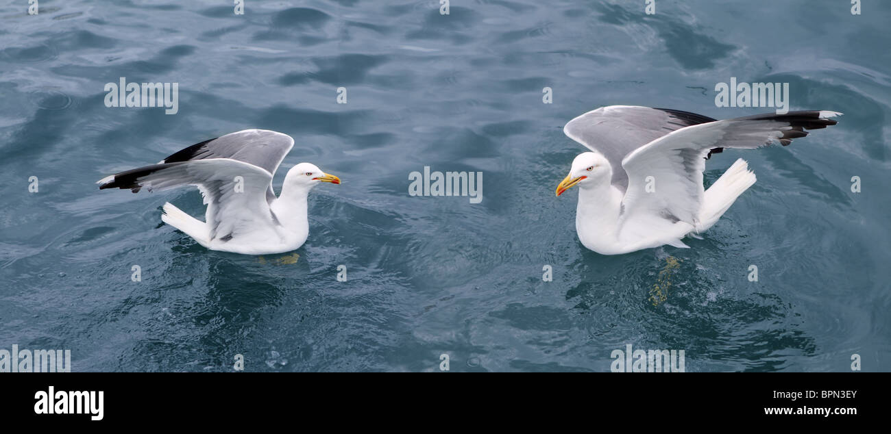 aktiven Möwen Möwen über blaue Meer Ozean Vögel Stockfoto