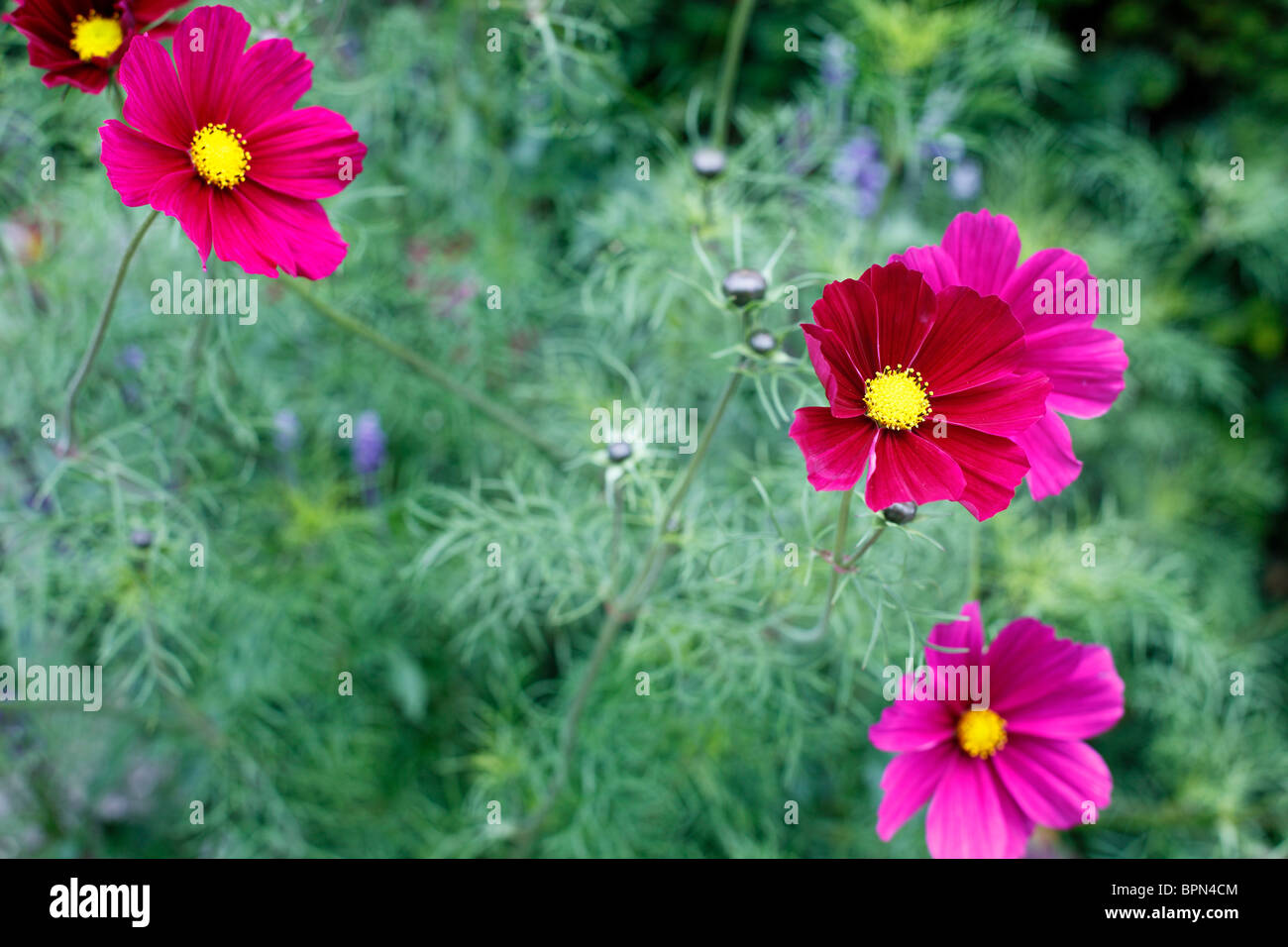 Tief rosa Cosmos Bipinnatus Stockfoto