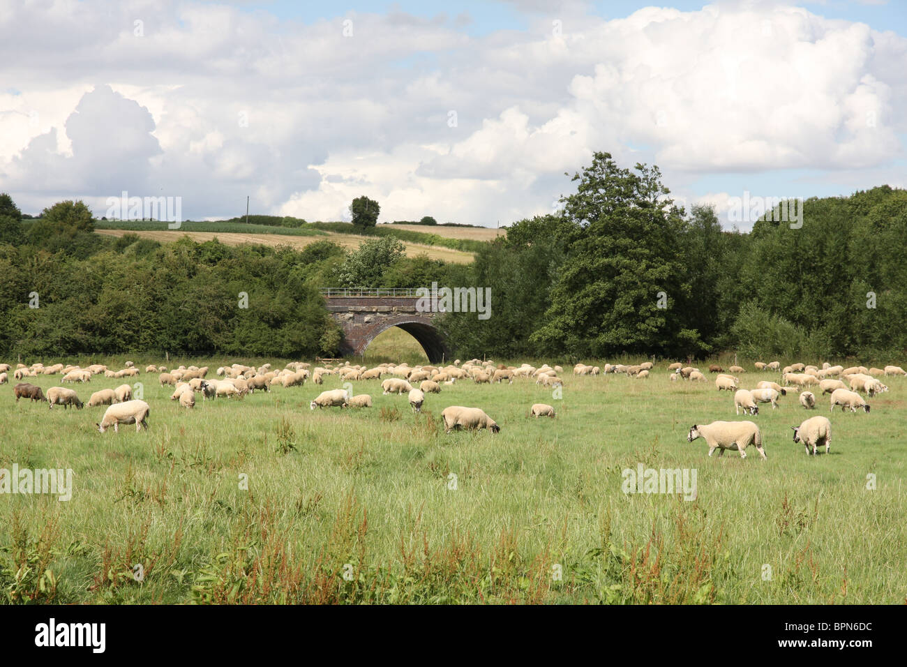 Ein Country-Szene im ländlichen West Oxfordshire, darunter ein Schaf und eine Eisenbahnbrücke. Stockfoto