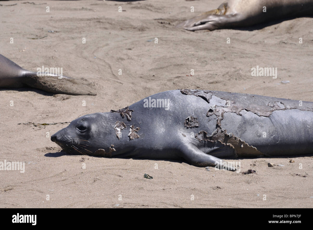 See-Elefanten Kolonie während der Häutung Zeit, Piedras Blancas Beach, Kalifornien, USA Stockfoto