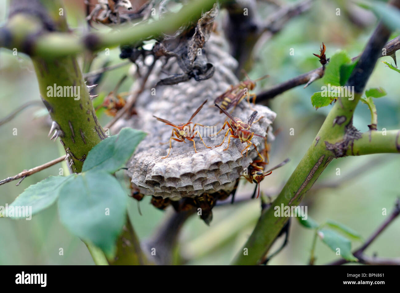 Wespennest im strauch Stockfotos und bilder Kaufen Alamy