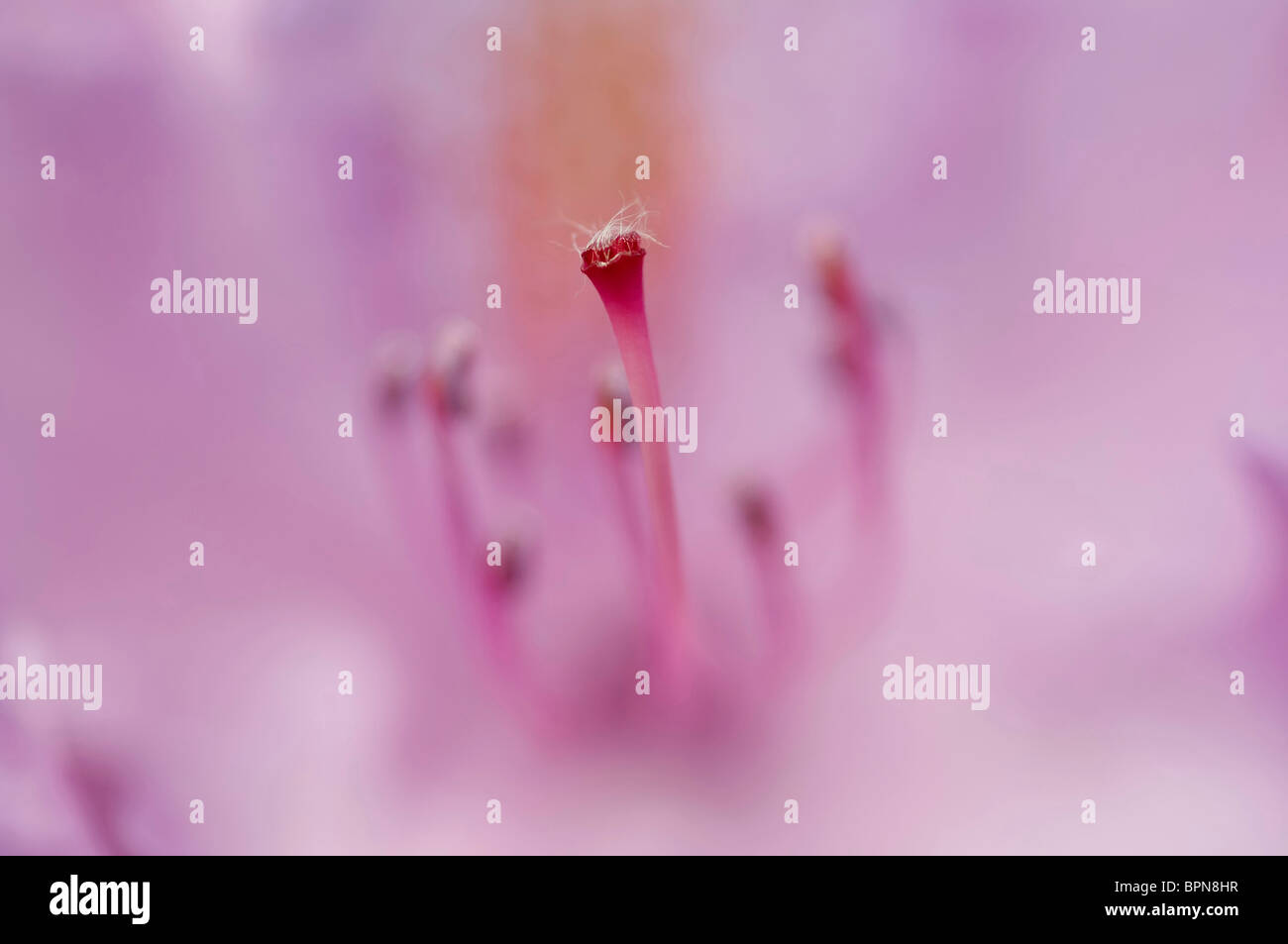 Blüte der Rose-Bucht Stockfoto