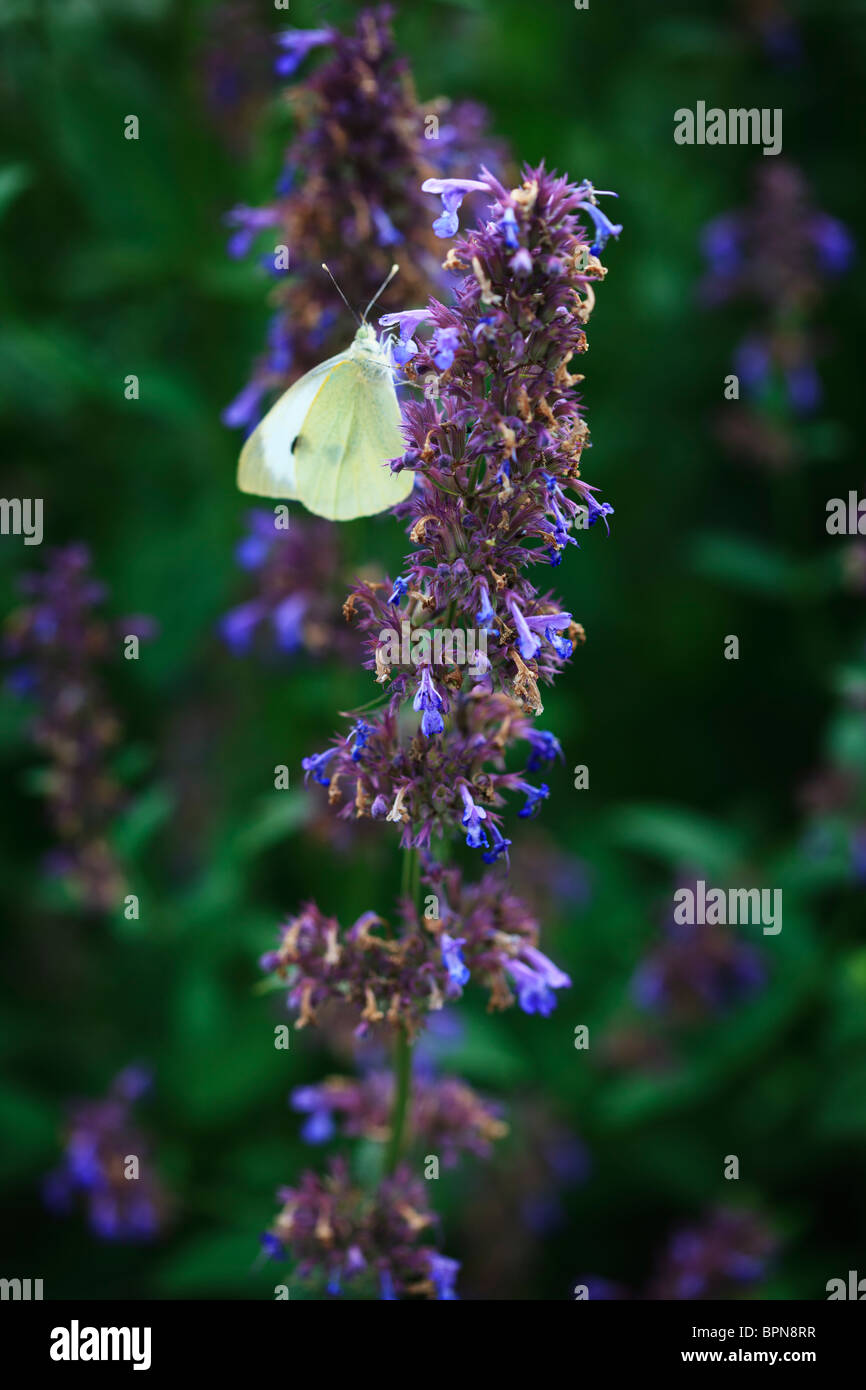 Wildform (Anis Ysop) und Schmetterling Stockfoto