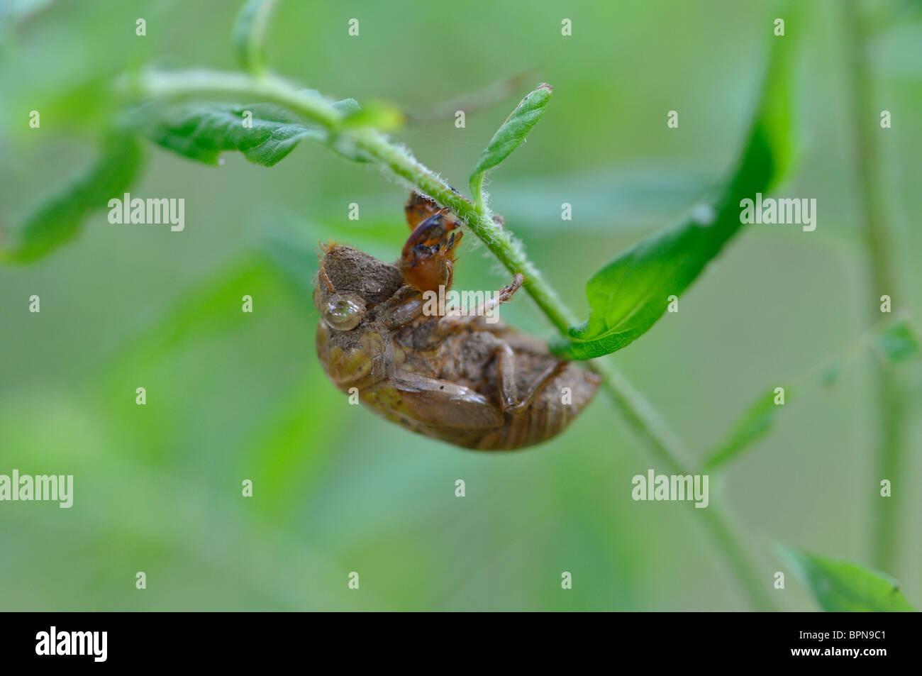 Zikade Haut ausgetrocknet Stockfoto