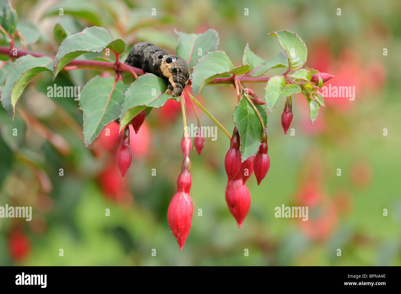 Elephant Hawk Moth Raupe Essen Fuchsien Stockfoto