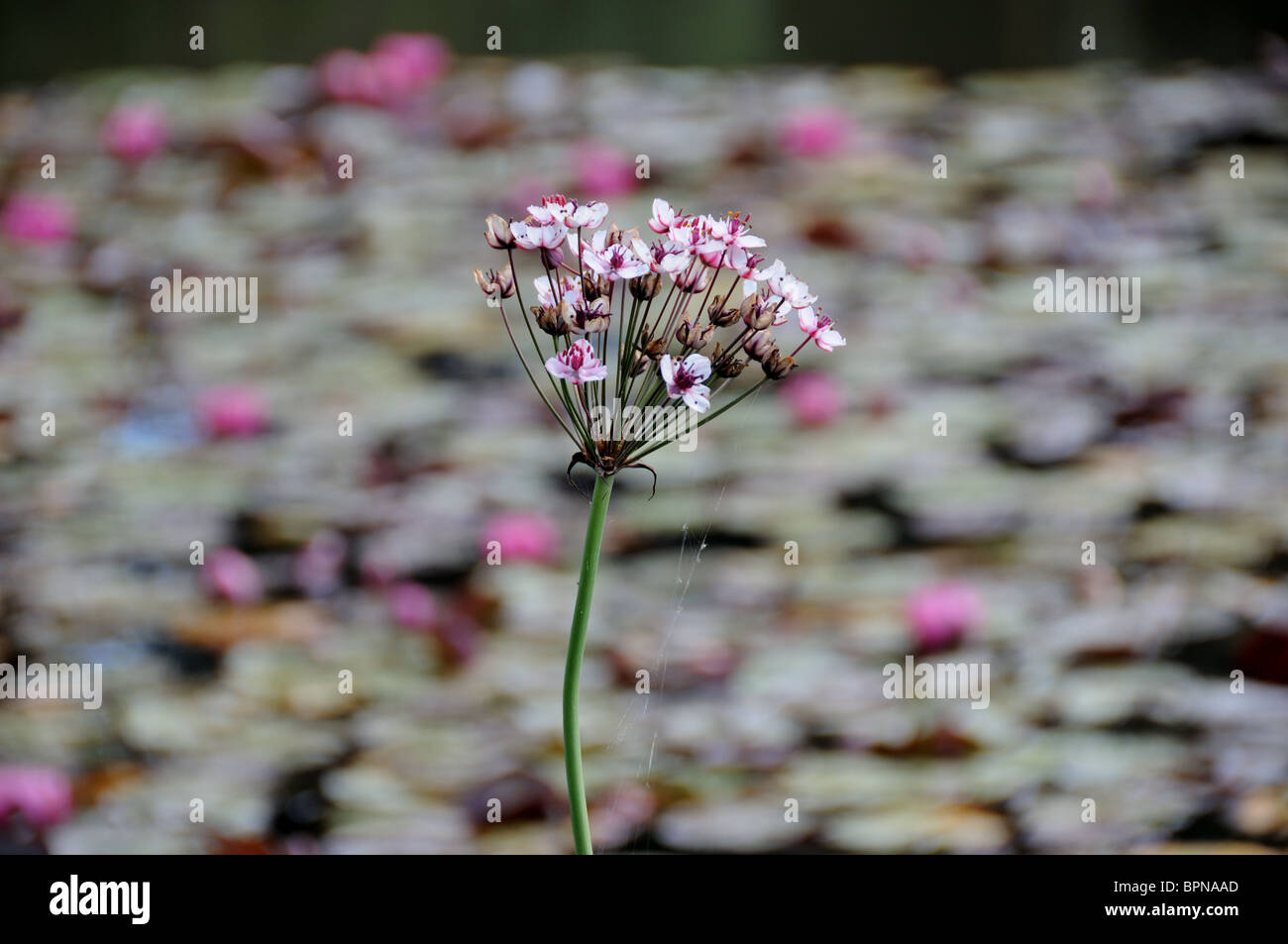 Blühende Rush (Butomus Umbellatus) Stockfoto