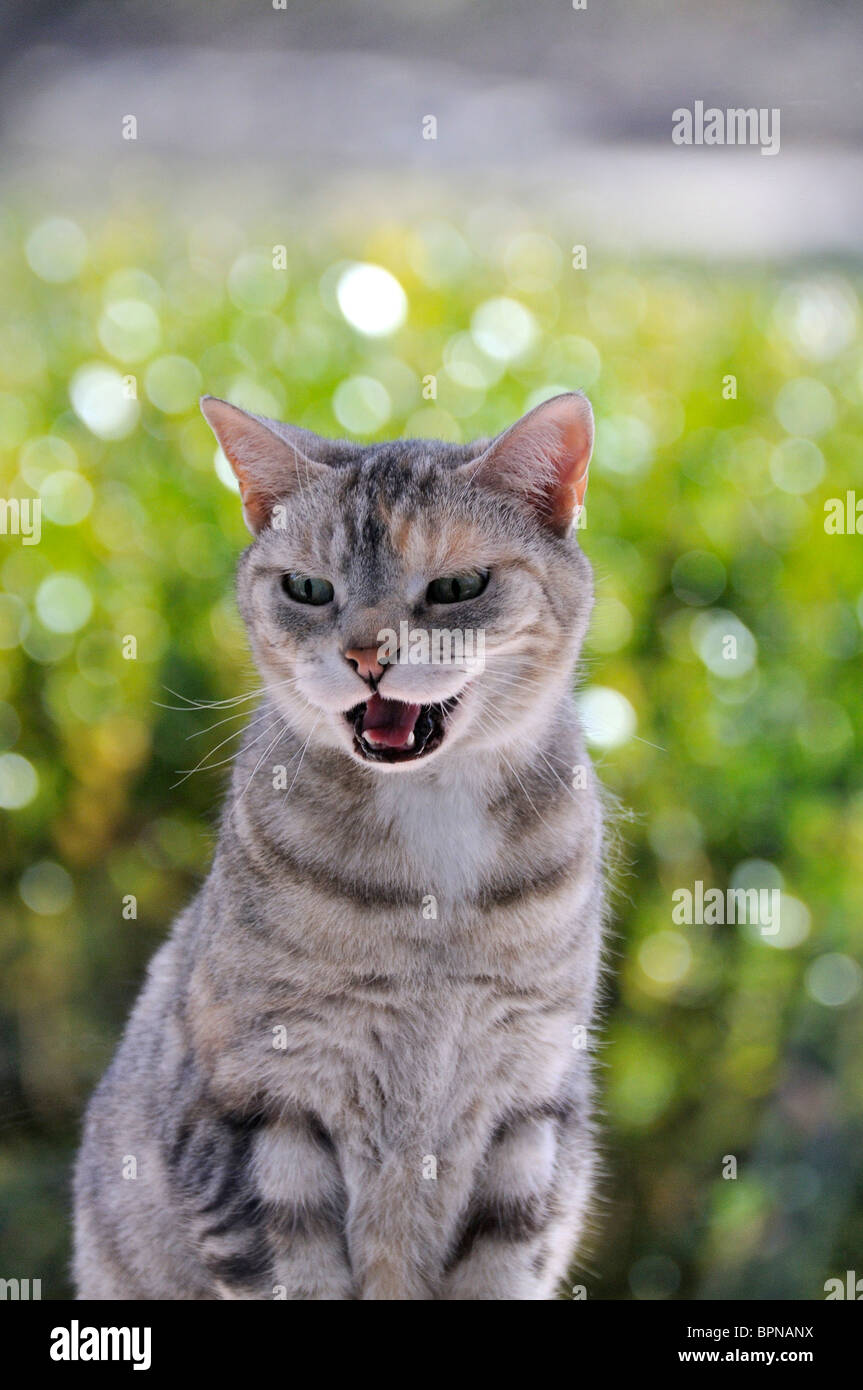 American Shorthair Katze draußen starrt durch ein Fenster in ein Haus. Stockfoto