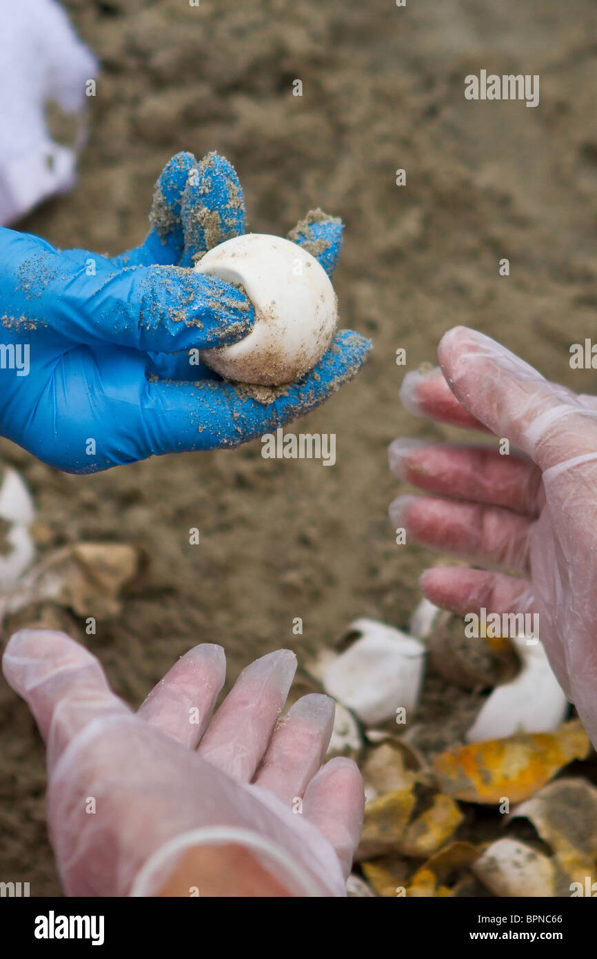 Freiwilliger Patrol Schildkröte untersucht ungeschlüpfte Karettschildkröte Eiern auf der Isle of Palms, SC Stockfoto