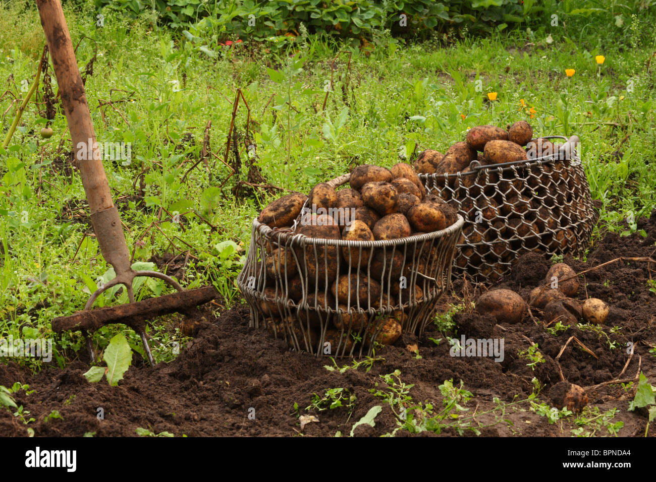 Die Kartoffeln in Feld, Estland Stockfoto