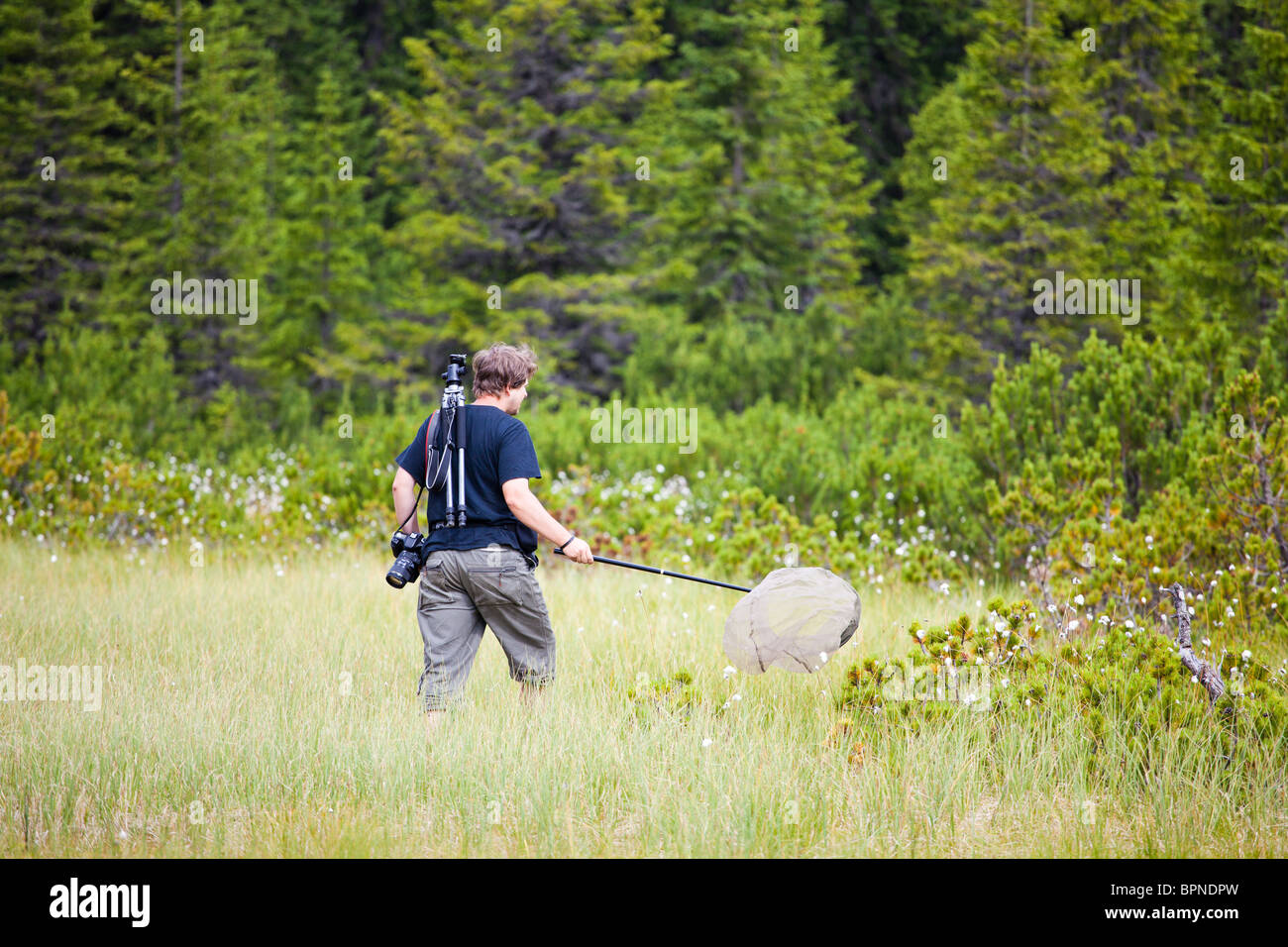 Junge Biologen eine Moor im Cindrel Gebirge Rumänien für Insekten zu erforschen. Stockfoto