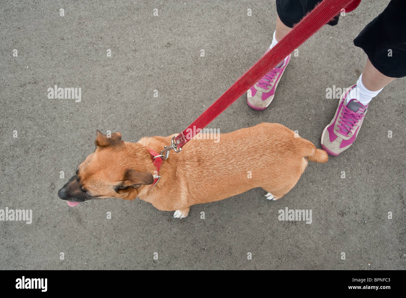 Ein kleiner Hund an der Leine und ein paar weibliche Beine mit Wanderschuhe Stockfoto