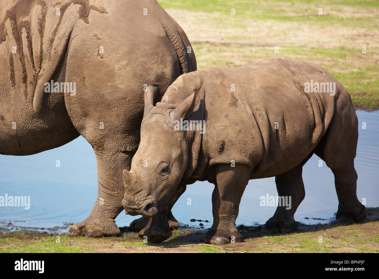 Quadrat-lippige Rhinoceros Kalb folgt seiner Mutter Stockfoto