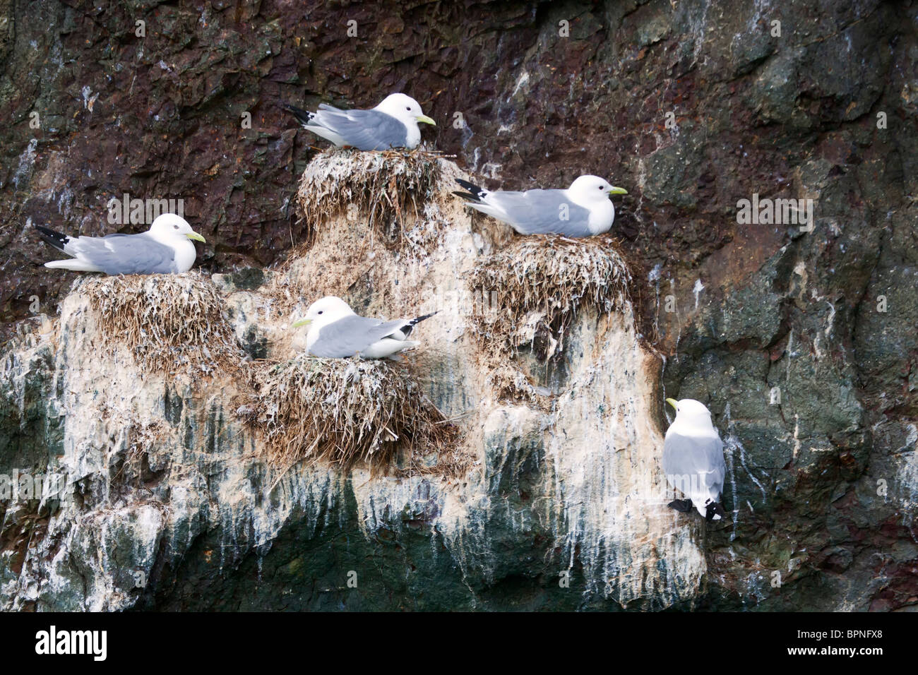 Verschachtelung schwarz-legged Kittiwake, Resurrection Bay, in der Nähe von Seward, Alaska. Stockfoto