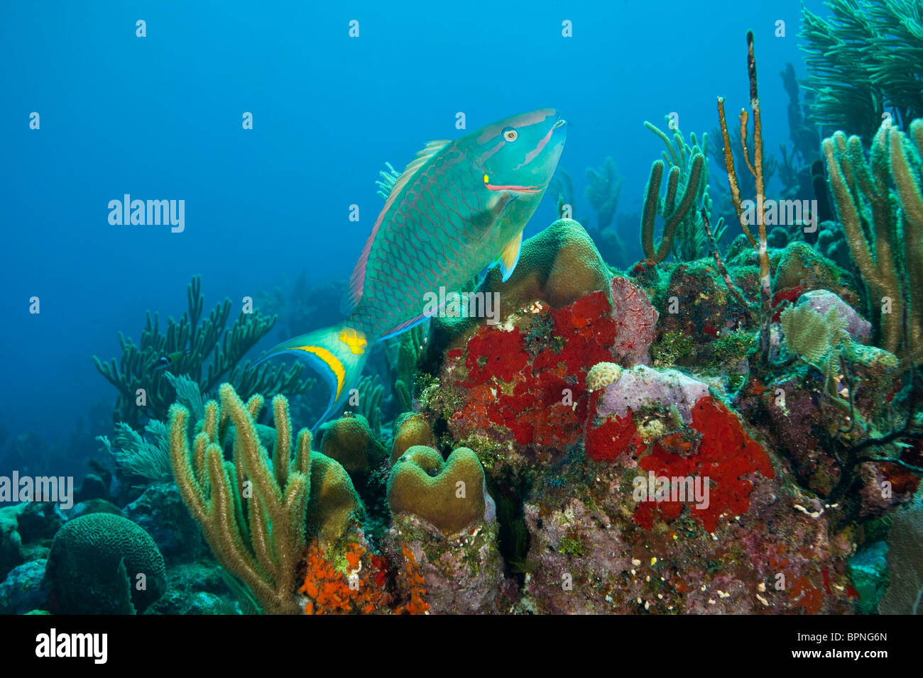 Papageienfische & roter Schwamm (Mykale SP.), Utila, Bay Islands, Honduras, Mittelamerika Stockfoto