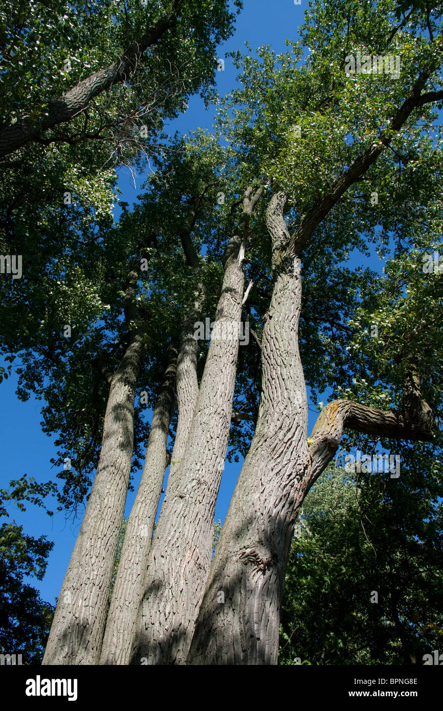 Östlichen Pappel Baum Populus Deltoides Michigan USA Stockfoto