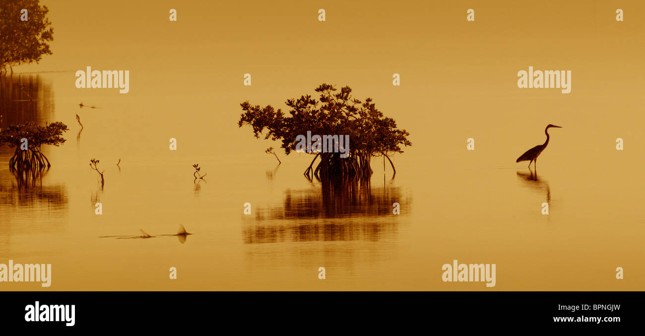 Heron stehend in Ebbe und Mangroven Stockfoto