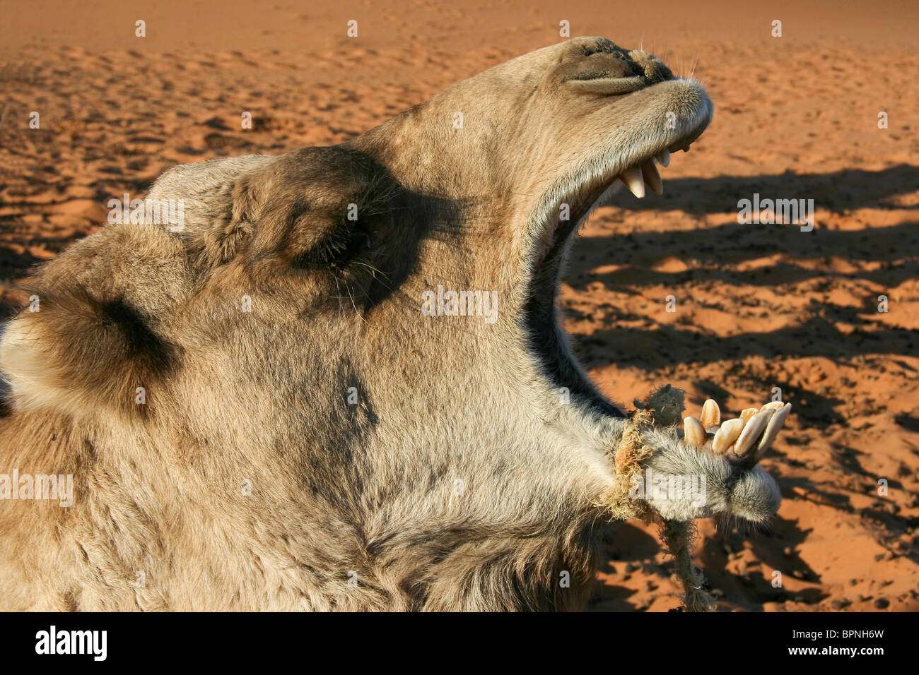 Touristisches Highlight: Kamelreiten und Wandern in den marokkanischen Sanddünen des Erg Chebbi, West-Sahara-Wüste. Stockfoto