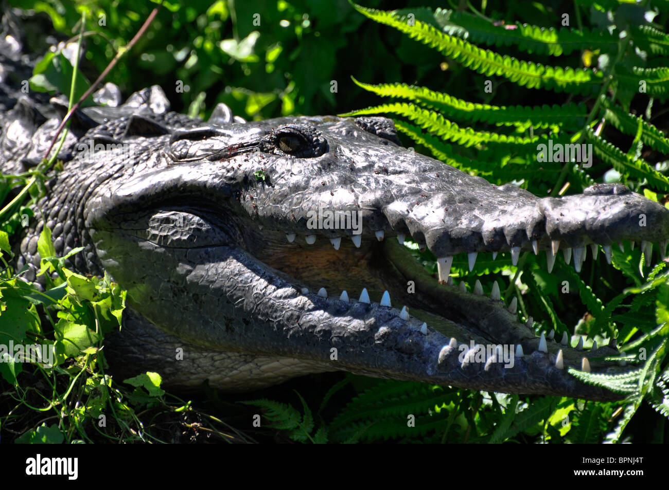 Amerikanisches Krokodil (Crocodylus Acutus) in Sonne am Flussufer. La Tovara, Nayarit, Mexiko Stockfoto